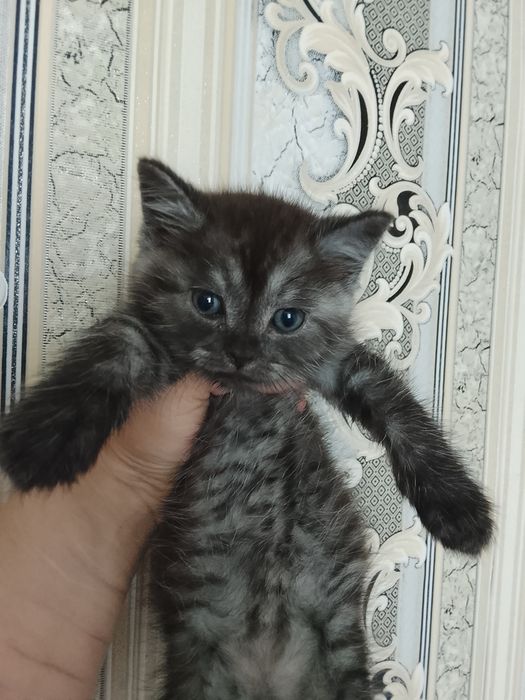 Продам 2 котят британцев