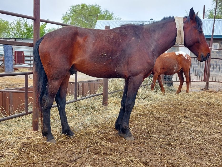 Дөнен  4 (төртте)