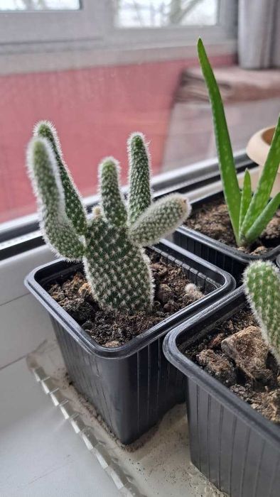 продам кактусики