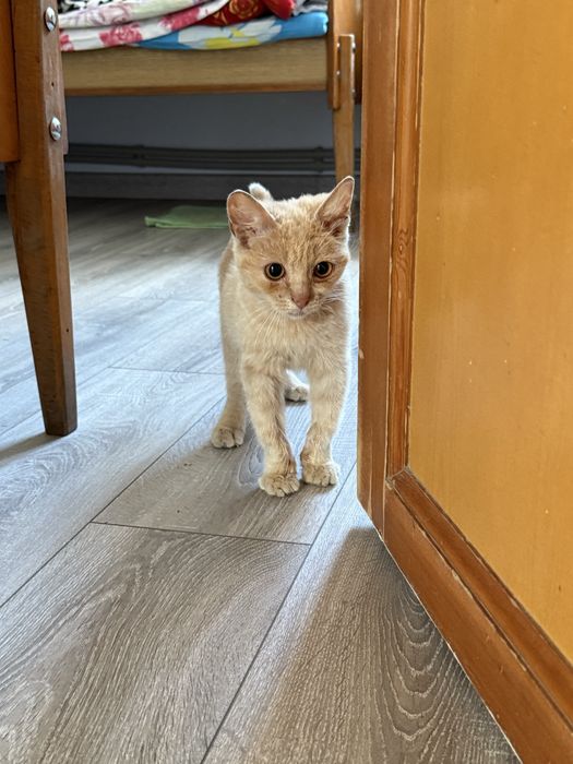 Отдам Котенок мальчик