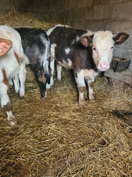 De vânzare 4 vitei 2 vitele belgiana una baltata și un tauras baltat