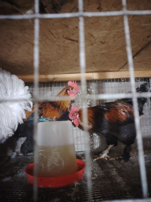 Продаю петухов Легорн