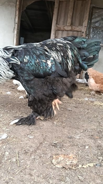 Петух Брама 10 месяцев