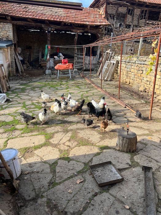 Петли и Кокошки Домашни на свободно гледане