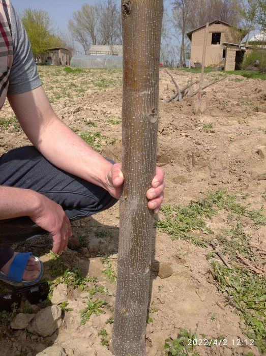 Корни и черенки павлония