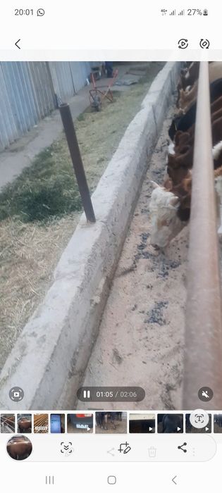 Продаются бычки крупные