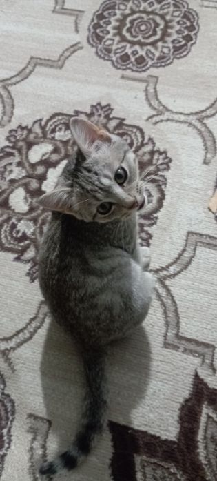 Отдам даром в теплые руки котенка мальчик