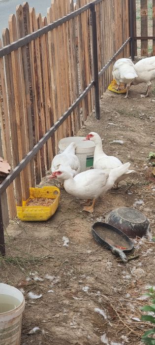 Продам индауток девушки 4-месечныие