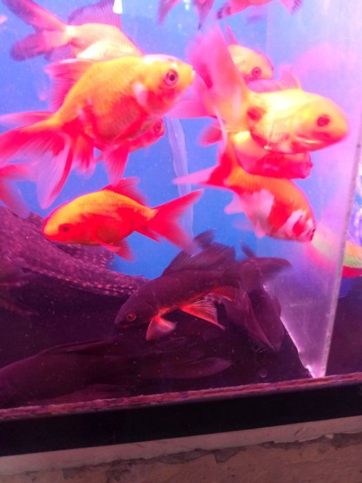 Аквариумные рыбки