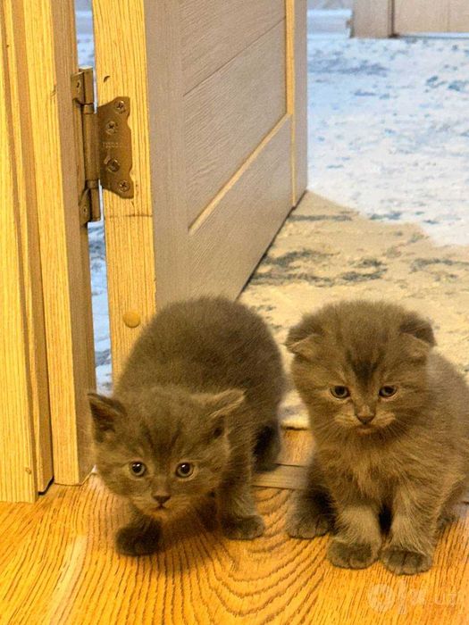 Мушук Болалари Скотиш Фолд Скотиш Страйт ТОЗЗА ЗОТ!