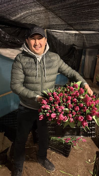 Тюльпан премиум качество