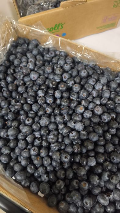 Голубика    Galubika