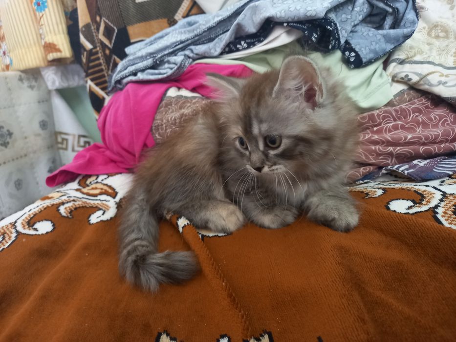Отдам котёнка в добрые руки, девочка