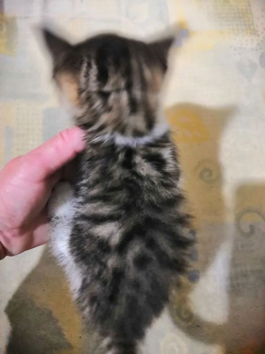 Отдам котят в добрые руки.