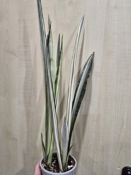 Продам комнатные цветы