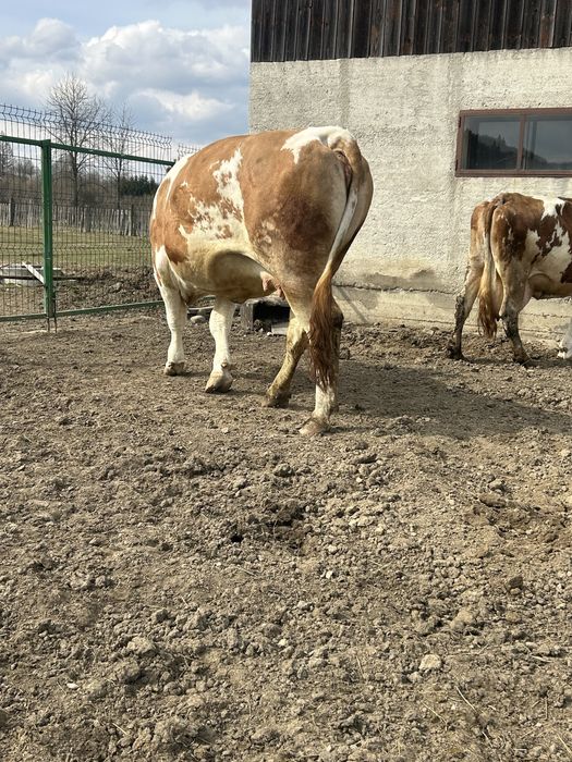 Junincă de vânzare