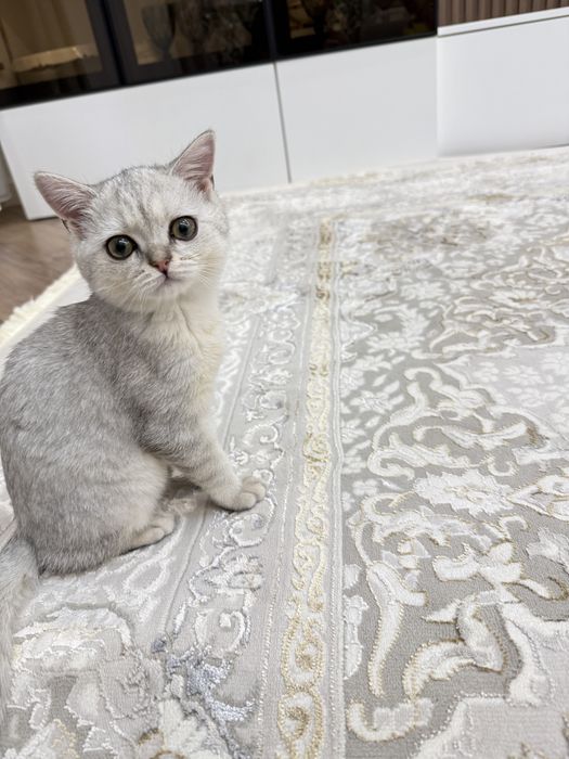 Шотландский котёнок
