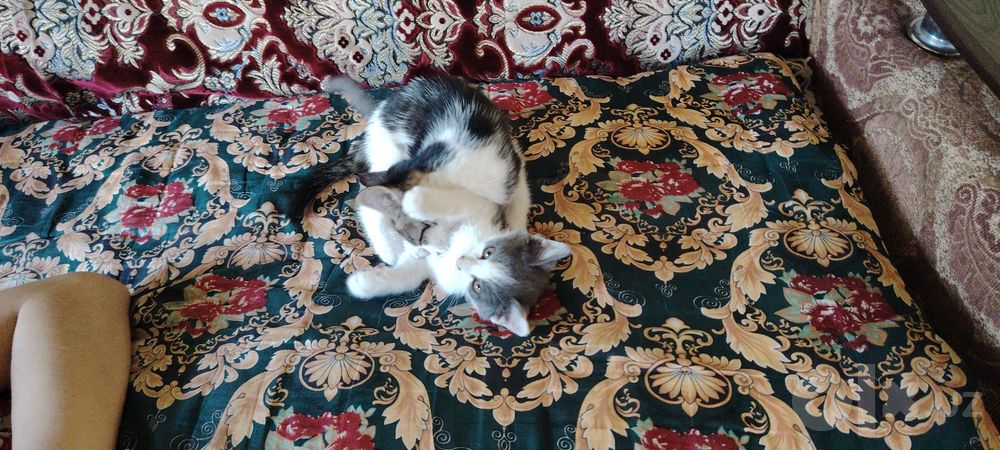 Жаксы колларга бир айлык пышык берилади бесплатно