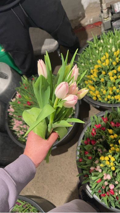 Голланские тюльпаны от 450 тг оптом