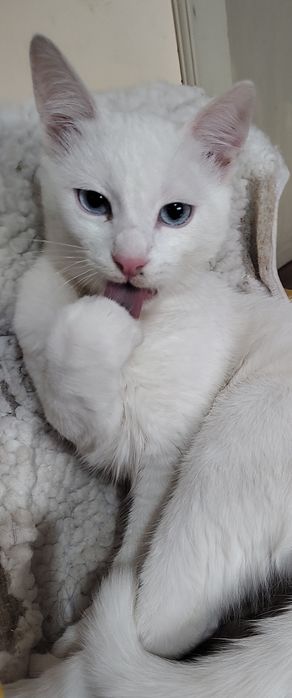 Бели котенца, сини очи, зелени очи,7 мес.Британска късокосместа