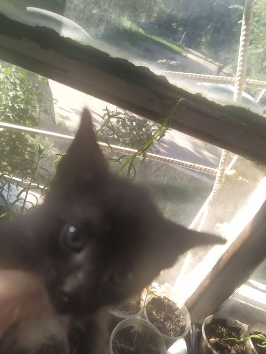 Котики в добрые руки