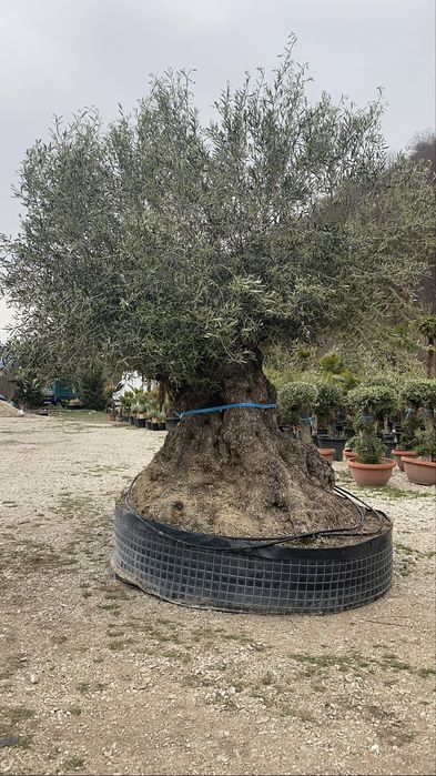 Maslin de 700 de ani ! Plante