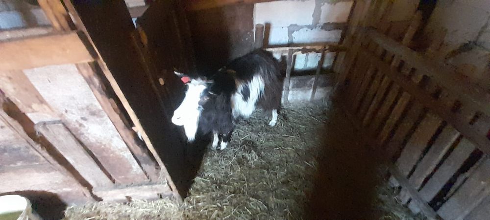 Vand 2 capre bune de lapte