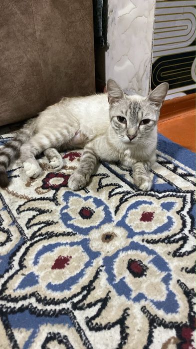 Котята сиамские