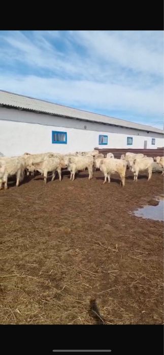 Телочки племеные