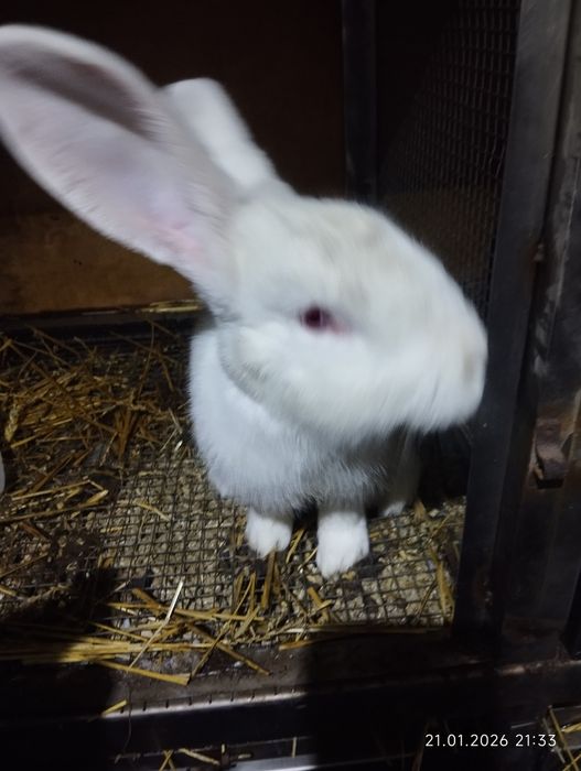 Продам кроликов  самцы