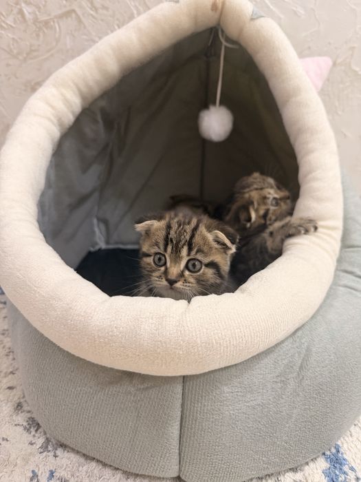 Шотладские котята