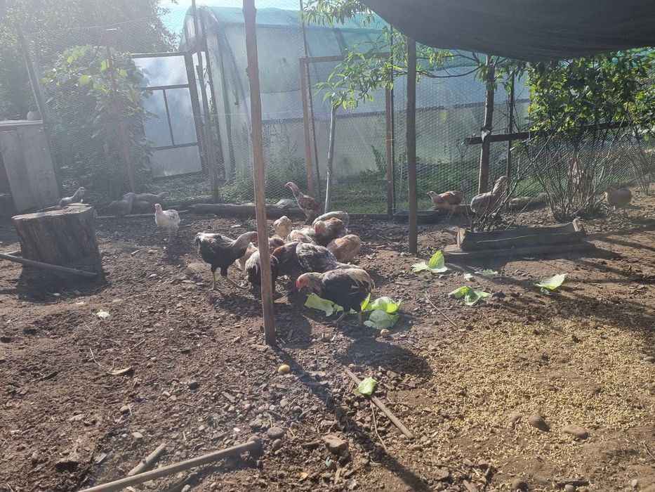 Gaini si Cocosi tineret Araucana de vanzare