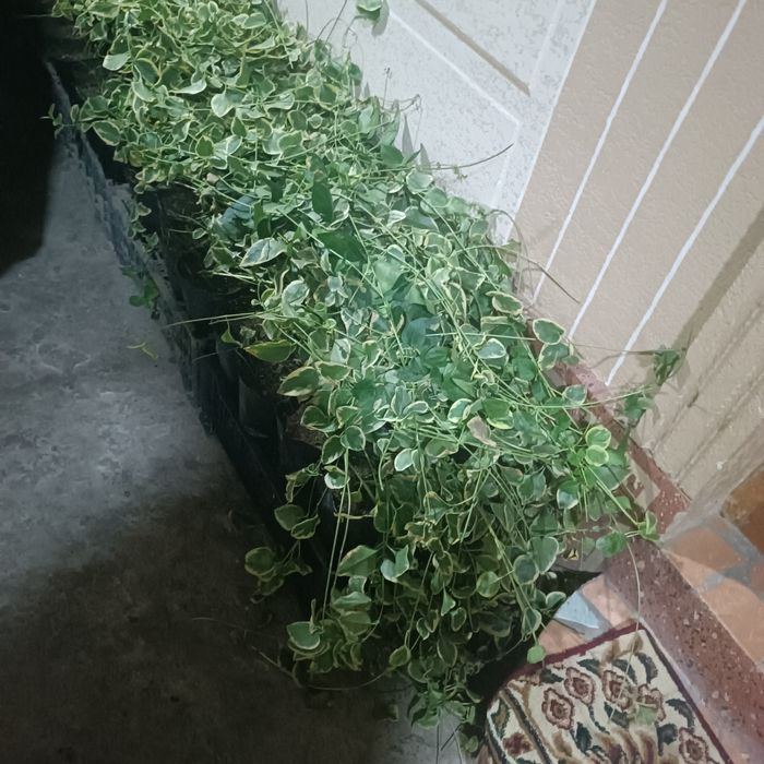Барвинок кучатлари