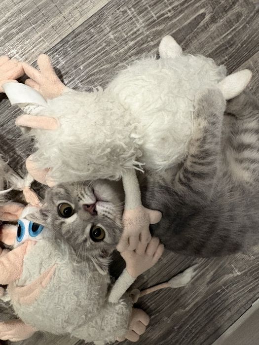 Отдам котенка шотландца