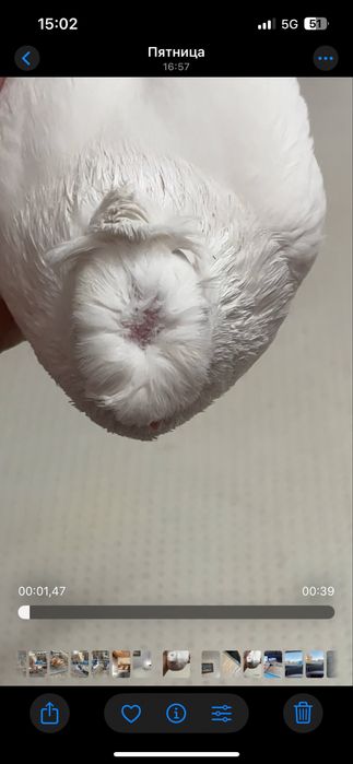 Самец гульбадам голуби