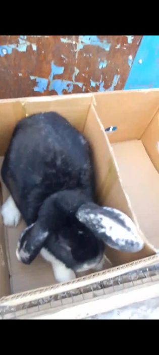 Кролик Французский баран самец