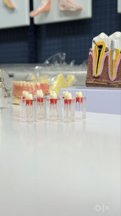 Стоматологик Тиш Моделлари ва Фантомлар Dental Model