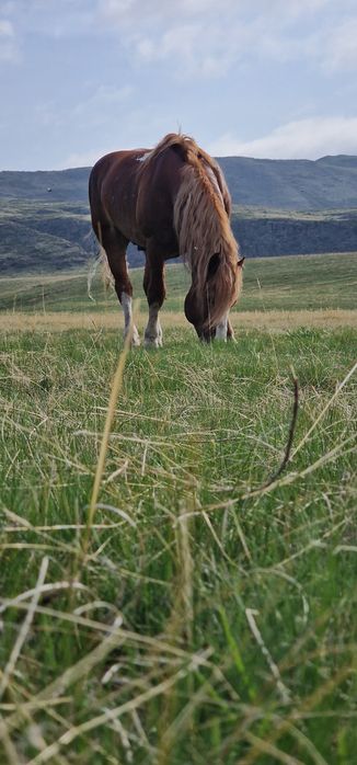 Продам лощадь тежоловоз