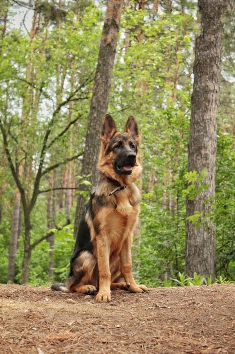 Немецкая овчарка