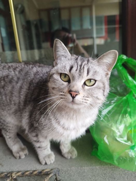 Skotish stright Шотландская прямоухая кошка