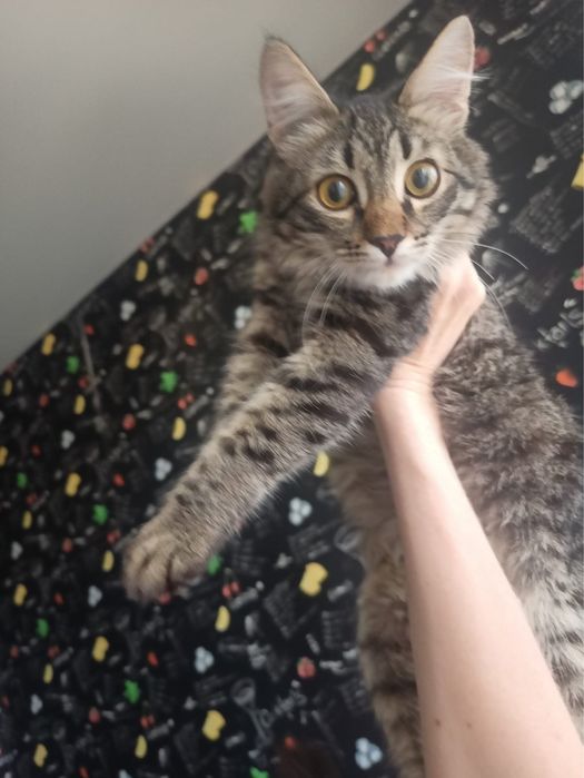Котик в добрые руки