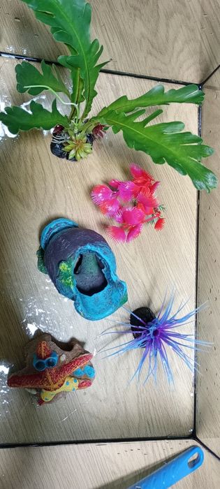 Set acvariu și accesorii pentru pești