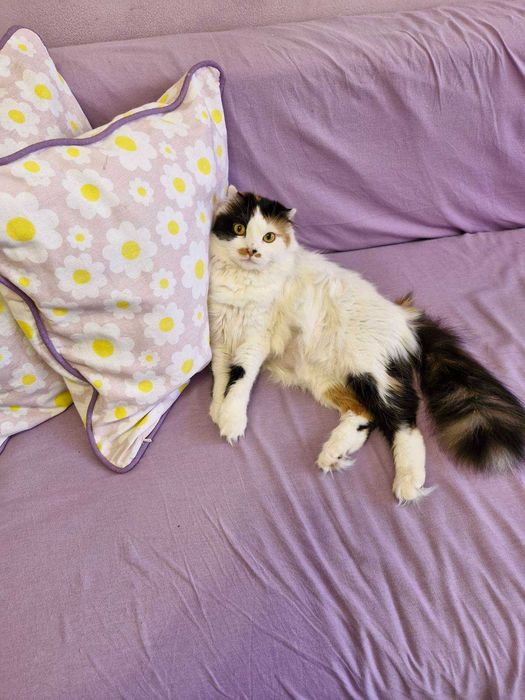 Подарявам котка за гр.Варна