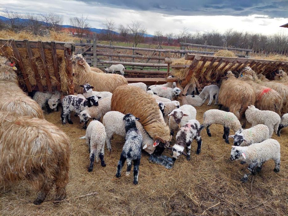 Vând 25 de oi cu tot cu miei