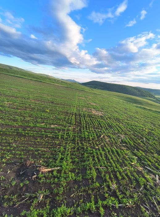 Samanta Lucerna Selectată si Descuscutata recolta 20254