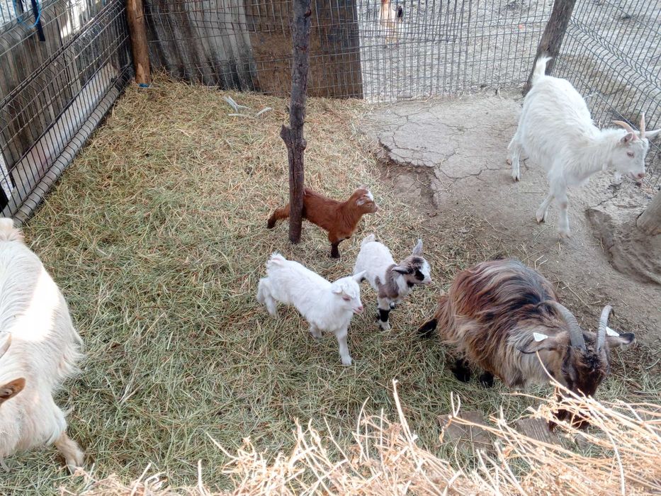 De vânzare capre cu iezi