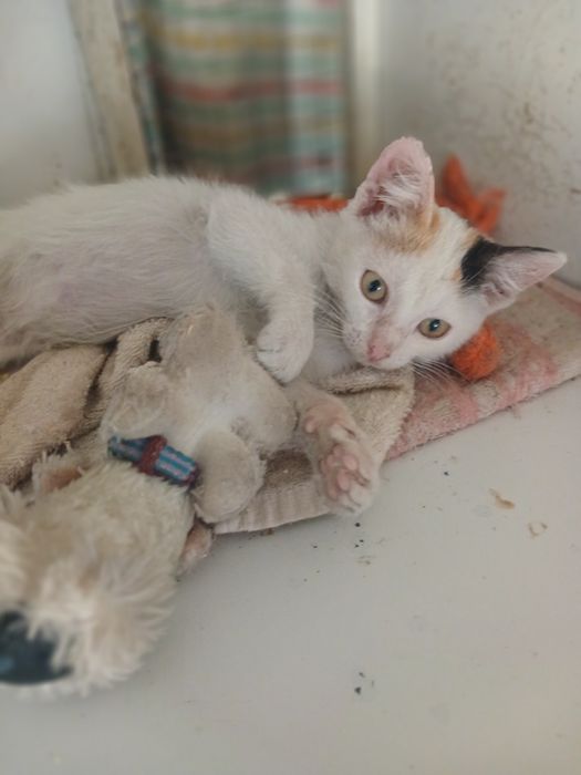Котята  мальчики  и девочки 2 мес
