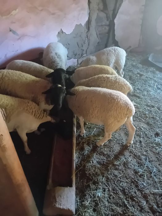 Vând oi dorper rasă pură