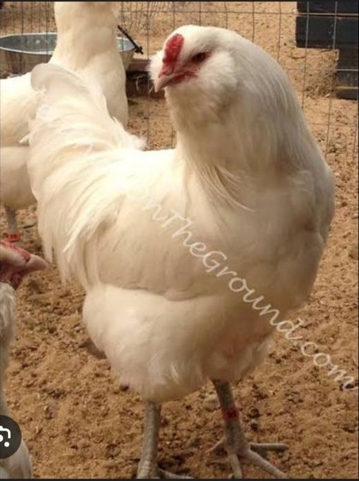 Цыплята породы америкуана