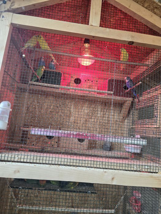 Vând papagali peruși